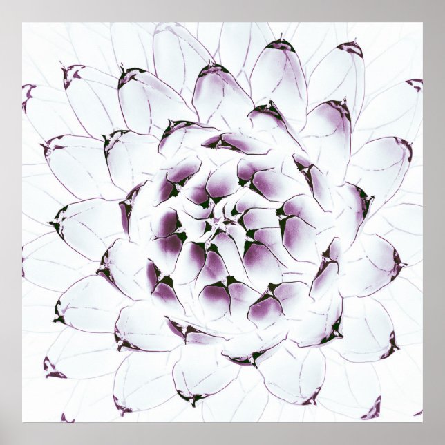 Poster Agave Cactus Poster/Impressão (Frente)