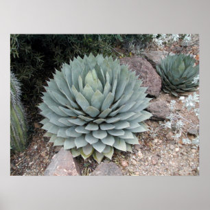 Póster Agave de Coues ~Impressão~