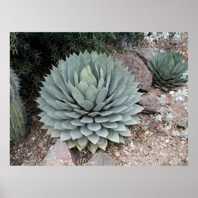 Póster Agave de Coues ~Impressão~ (Frente)