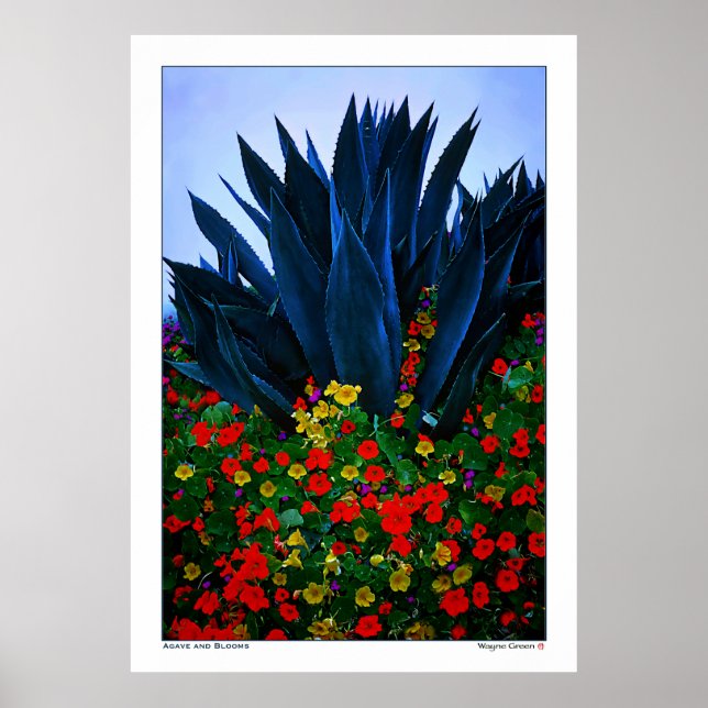 Póster AGAVE e BLOOMS - COSTA DA CALIFÓRNIA (Frente)