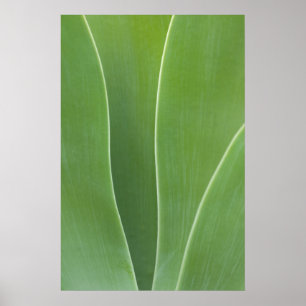 Poster Agave Feche a Planta