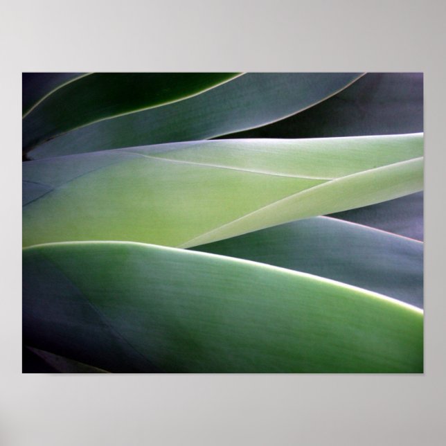 Poster Agave Folhas (Frente)