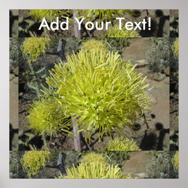 Poster Agave Giant Flower Cluster (Frente)