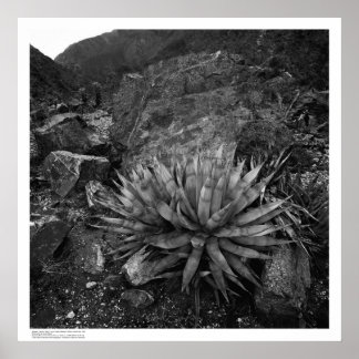 Póster Agave in Deep Canyon Desert Research Station