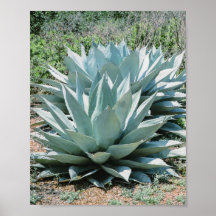 Agave Succult Plant Cactus Green Sage cinza