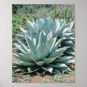 Poster Agave Succult Plant Cactus Green Sage cinza