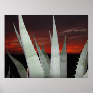 Poster Agave Sunset