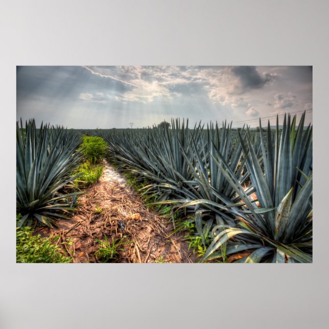 Poster Agave Tequilana (Frente)