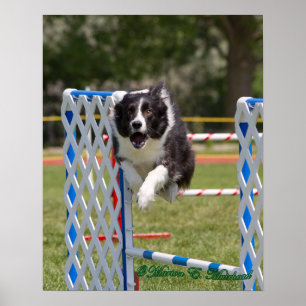 Poster Agilidade Border Collie