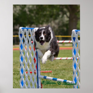 Poster Agilidade Border Collie