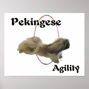 Poster Agilidade do Pequinês