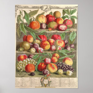 Póster Agosto, 'doze meses das frutas