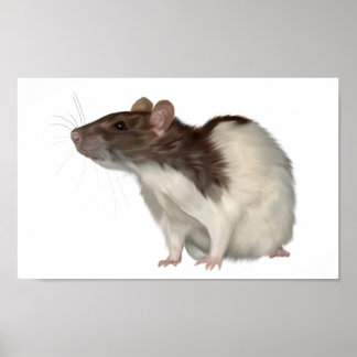 Poster Agouti Hooded Rat