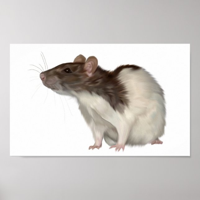 Poster Agouti Hooded Rat (Frente)