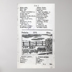 Poster Agricultura da planta 'dos pictus do sensualism de