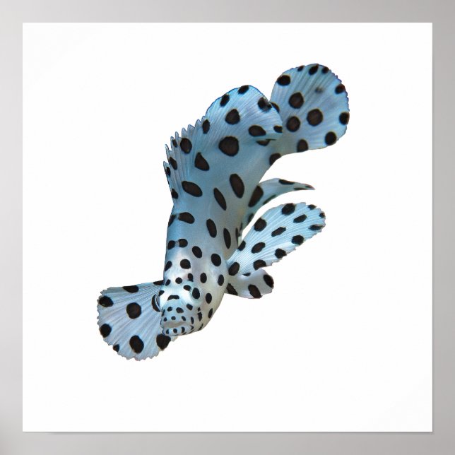 Poster Agrupamento - Design abstrato - Cortar de uma foto (Frente)