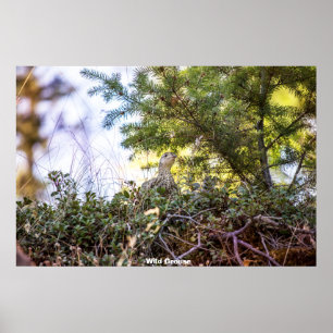 Poster Agrupamento Selvagem