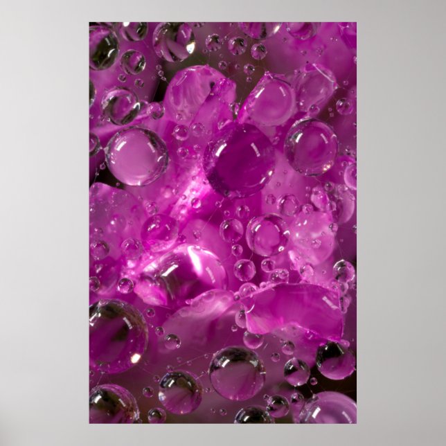 Poster Água cai na flor, Califórnia (Frente)