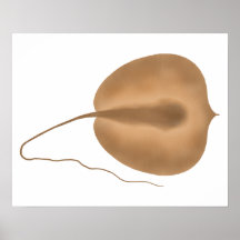 Água fresca gigante Stingray