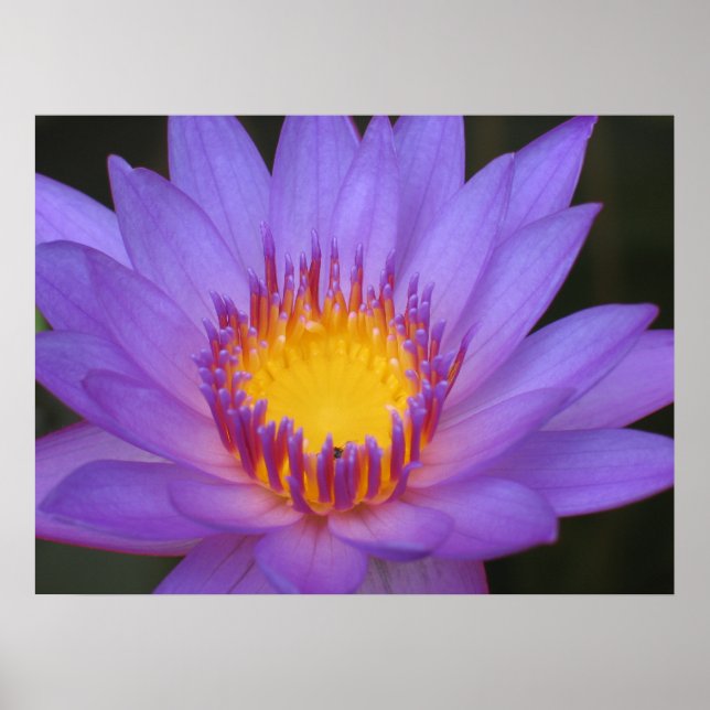 Póster Água Lily (Frente)
