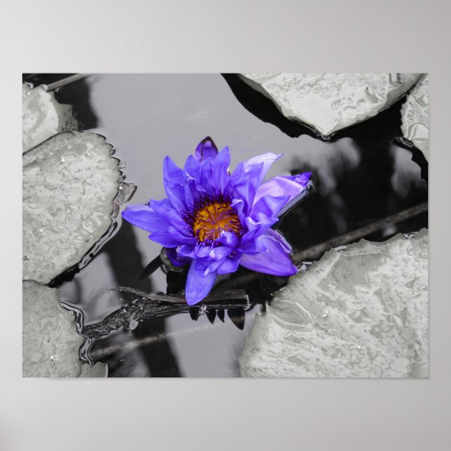 Póster Água Lily (Frente)