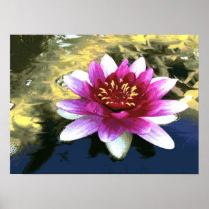 Póster Água Lily