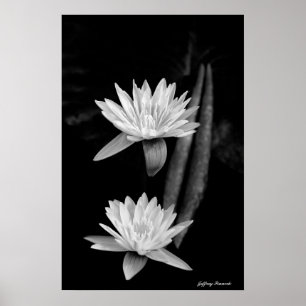 Póster Água Lily