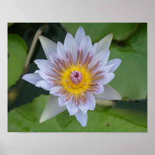 Poster Água Lily em Bloom
