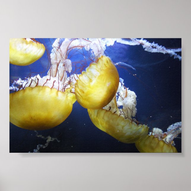 Póster Água-viva, continue nadando (Frente)