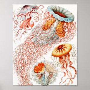 Poster Água-viva, Desconto de Ernst Haeckel