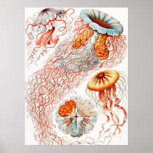 Poster Água-viva, Desconto de Ernst Haeckel