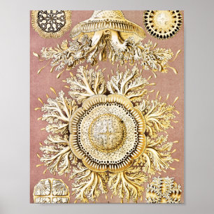 Poster Água-viva, Desconto de Ernst Haeckel