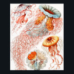 Poster Água-viva, Disco de Ernst Haeckel<br><div class="desc">Água-viva, Disco Scheibenquallen por Ernst Haeckel Poster</div>