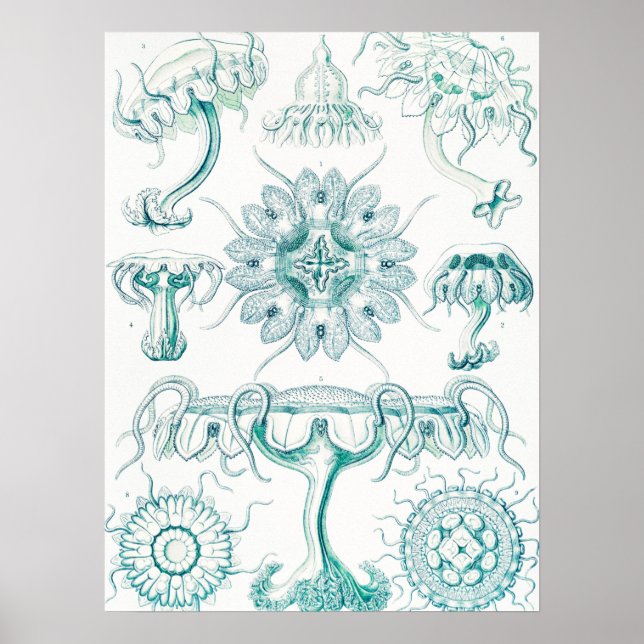 Poster Água-viva, Disco de Ernst Haeckel (Frente)