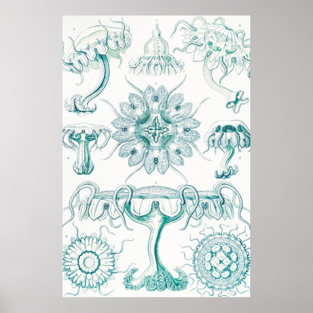 Poster Água-viva, Disco de Ernst Haeckel (Frente)