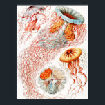 Poster Água-viva, Disco de Ernst Haeckel<br><div class="desc">Água-viva, Disco Scheibenquallen por Ernst Haeckel Poster</div>