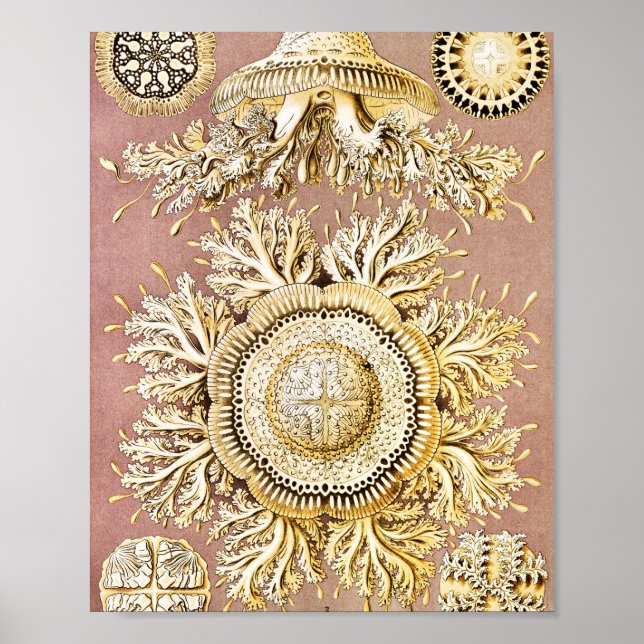 Poster Água-viva, Disco de Ernst Haeckel (Frente)