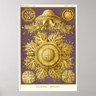 Póster Água-viva - Disco - Ernst Haeckel