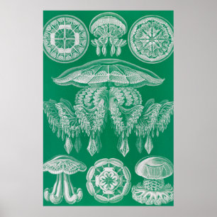 Poster Água-viva, Discomedusae por Ernst Haeckel