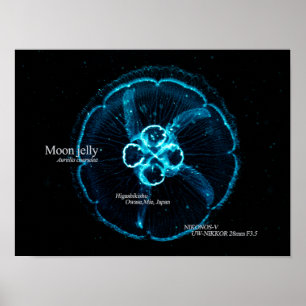 Poster Água-viva Lua no Espaço Subaquático