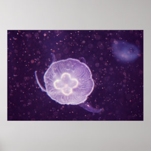 Poster Água-viva nadando