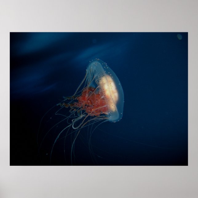 Póster Água-viva no oceano (Frente)