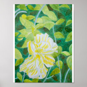 Póster Aguarela branca dobro da flor do hibiscus