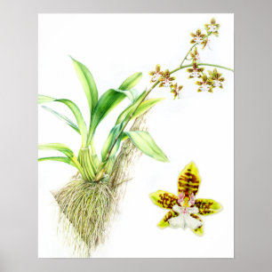 Póster Aguarela da orquídea das belas artes de Oncidium