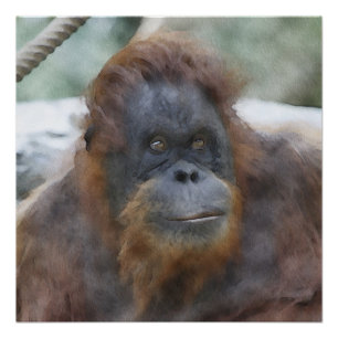 Póster Aguarela Orang
