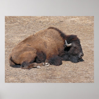 Poster Águas Residuais Asiáticas Buffalo