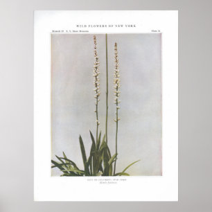 Póster Ague or Colicroot; Star Grass - Aletris farinosa