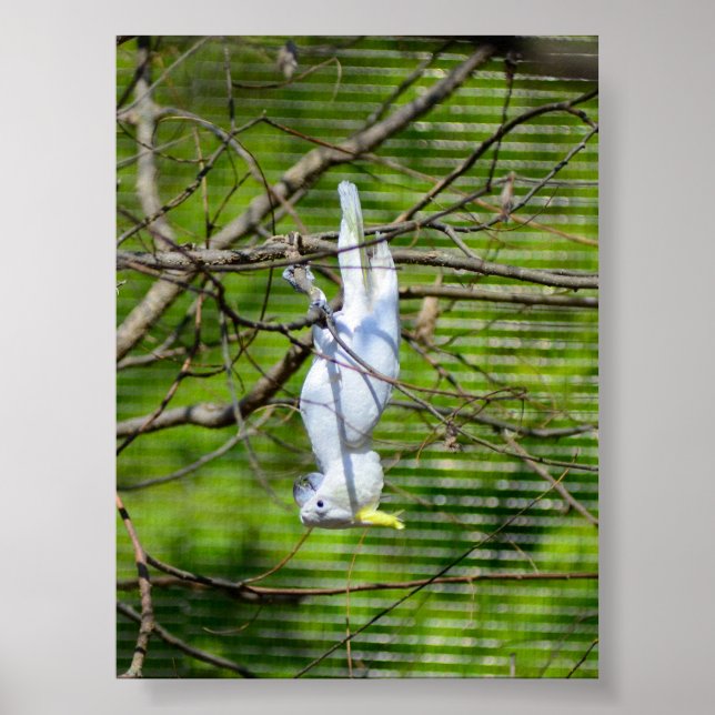 Poster Aguente firme (Frente)