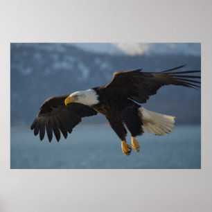 Poster Águia