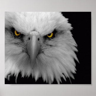 Póster águia